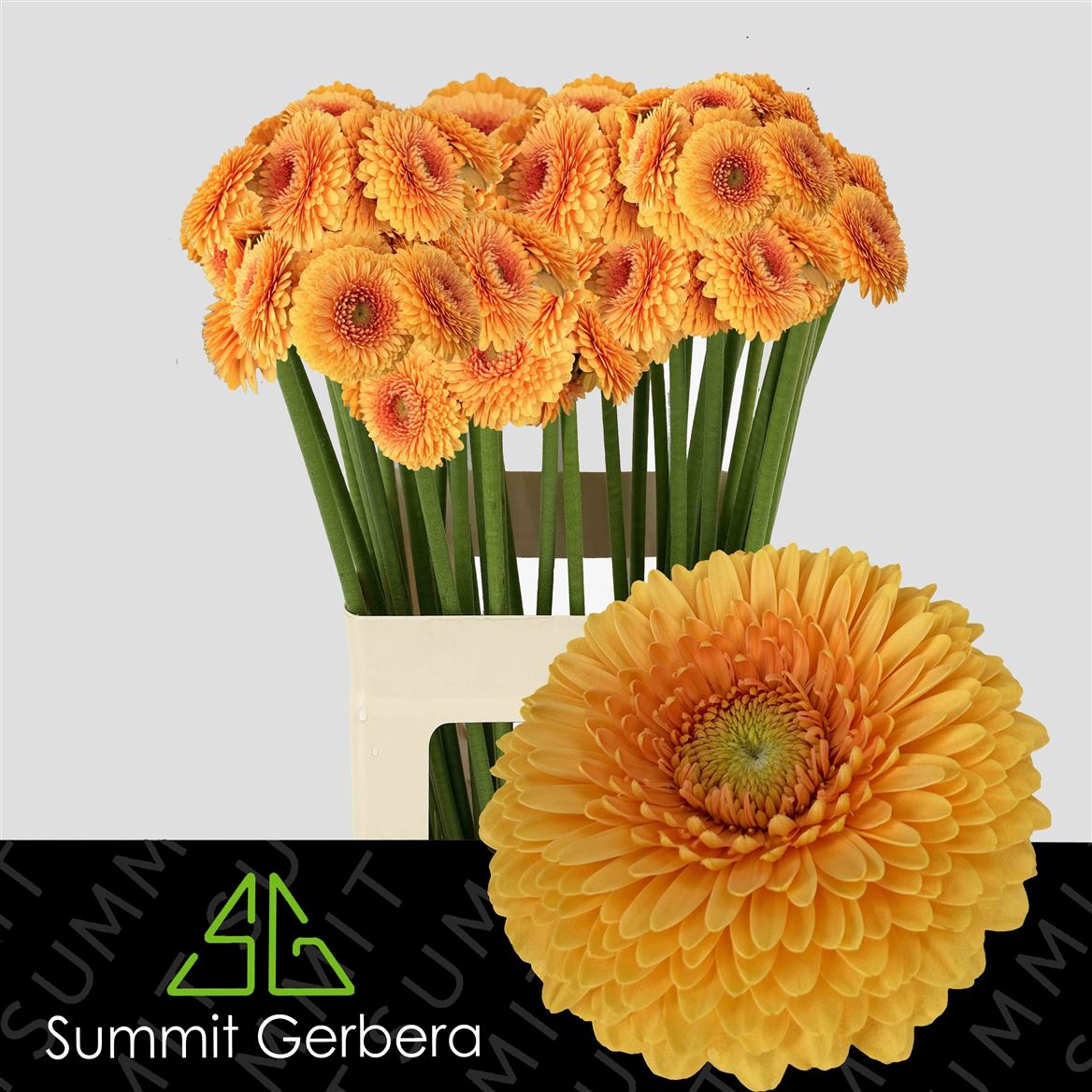 Gerbera Mini Pom Bunny