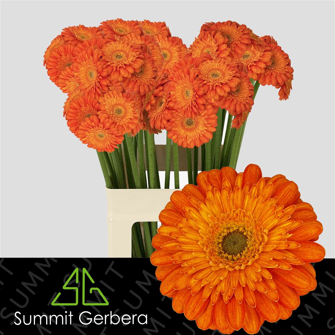 Gerbera Mini Gizela