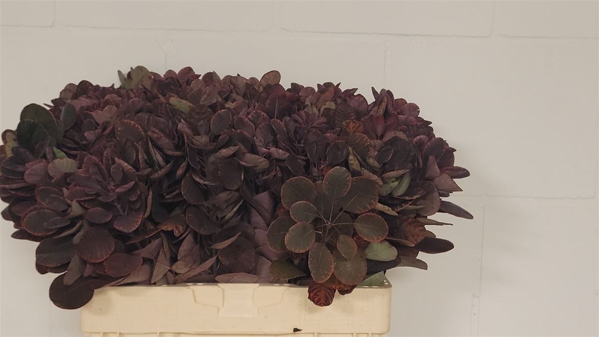 Cotinus Coggygria Royal Purple 60cm