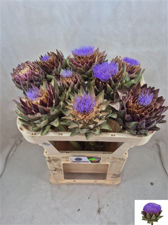 Cynara Sc Green Glob