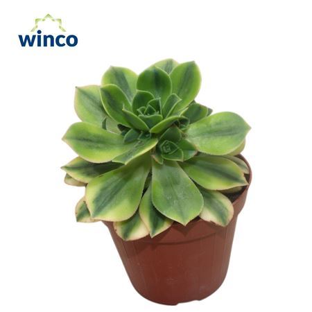 Aeonium Starburst