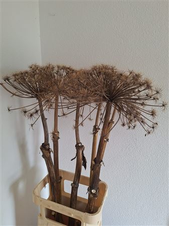 Dried Berenklauw 120cm P. Stem