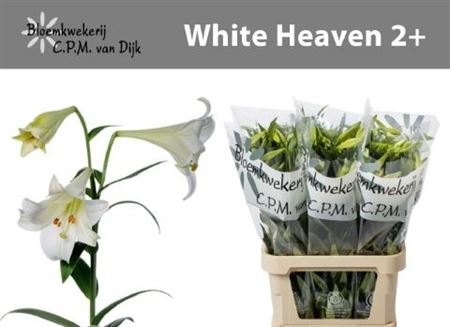 Lily Lf White Heaven 90cm 2+