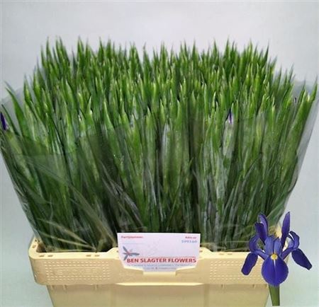 Iris Blue Magic 60cm