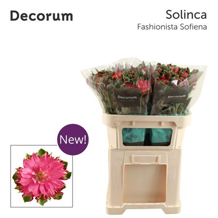 Alstroemeria Fashionista Sofiena 70cm 70gr.