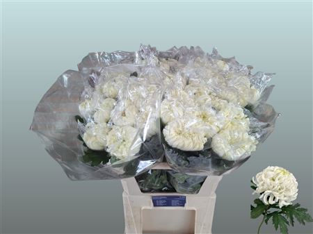 Chr G Vienna White