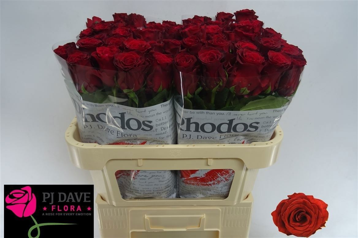 Rosa Rhodos 70cm