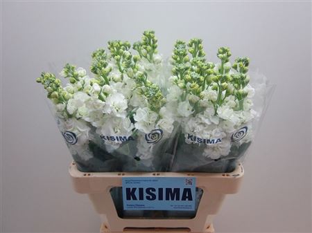 Matthiola Iron White 60cm