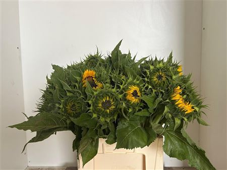 Helian An Sunrich Or