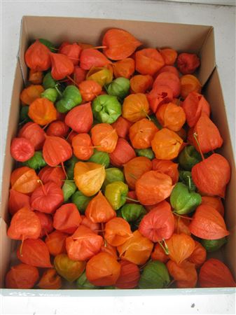 Physalis Lampion Los