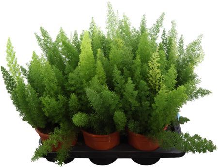 Asparagus Meyers
