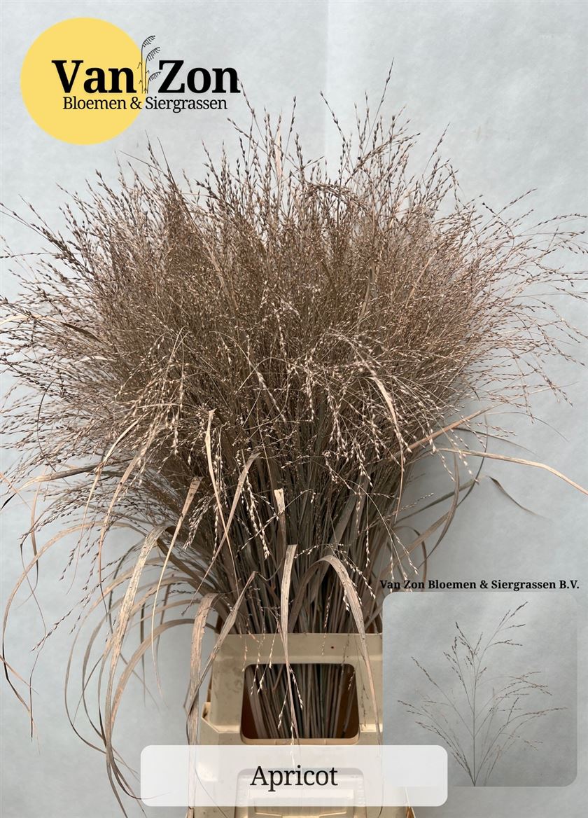 Ornamental Grass Painted (PANICUM)