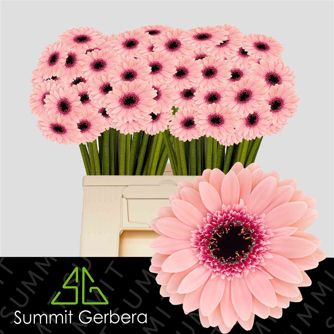 Gerbera Mini Prada