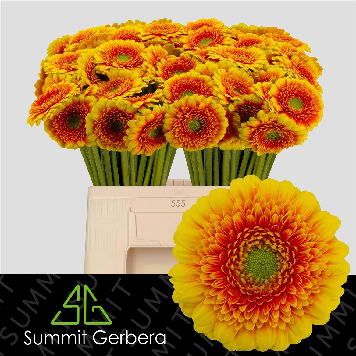 Gerbera Mini Ariba