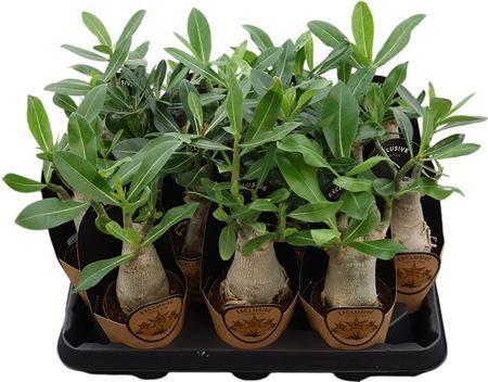 Adenium Arabicum