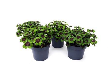 Oxalis Deppei