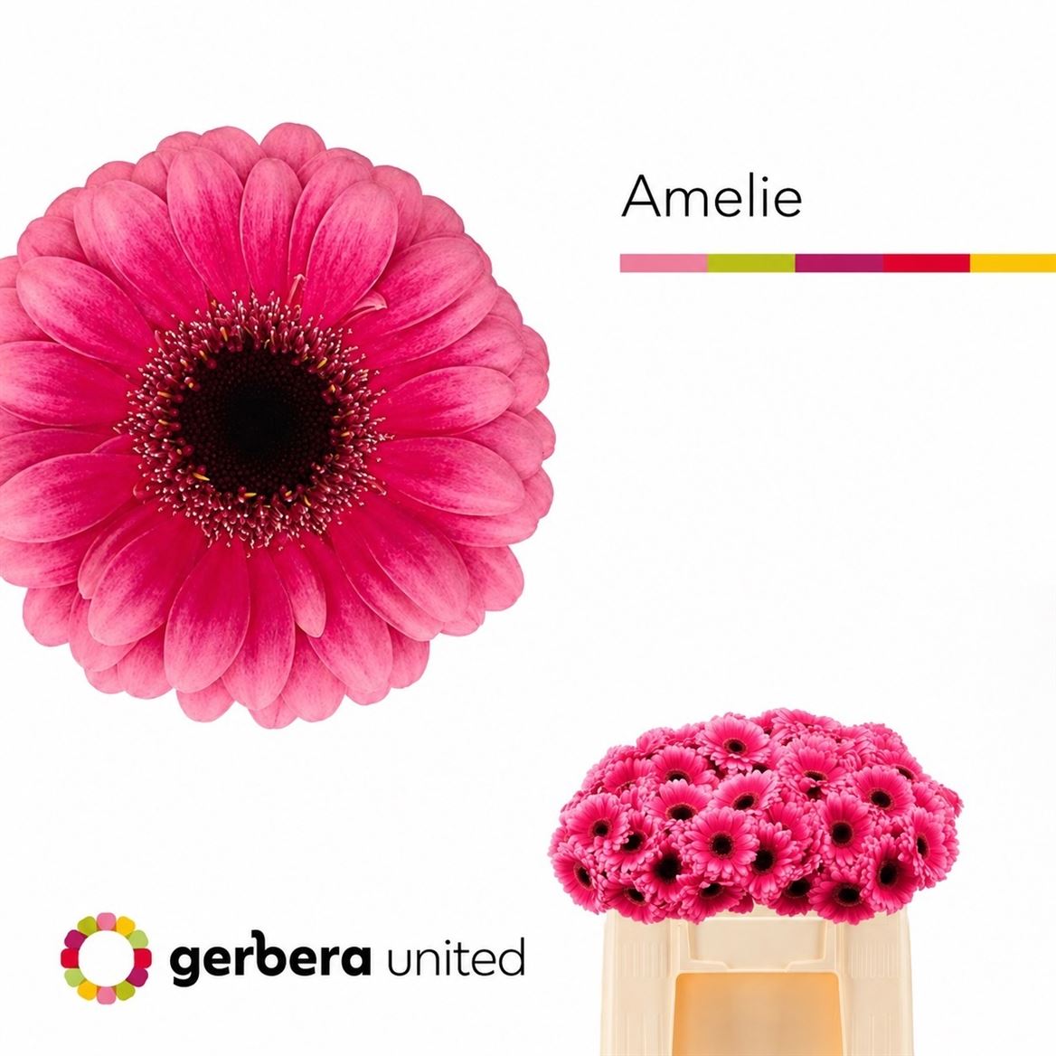 Gerbera Mini Amelie