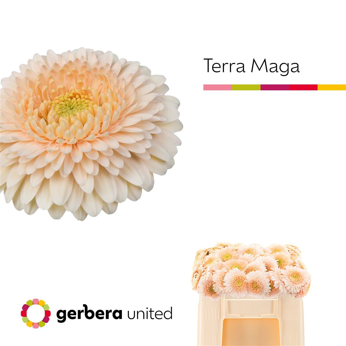 Gerbera Micro Terra Maga