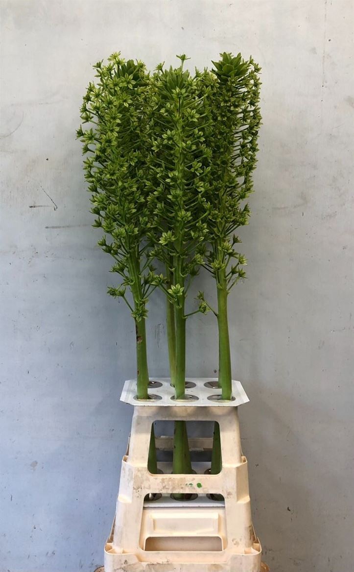 Eucomis Pole-Evansii Goliath 110cm