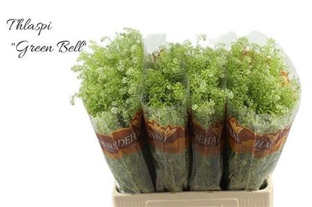 Lepidium Green Bell