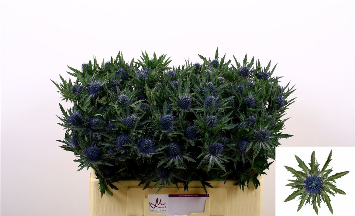 Eryngium Aquarius Questar 50cm