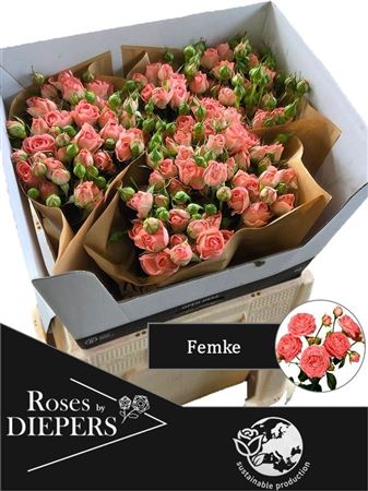 Rosa Spray Femke 60cm 4+