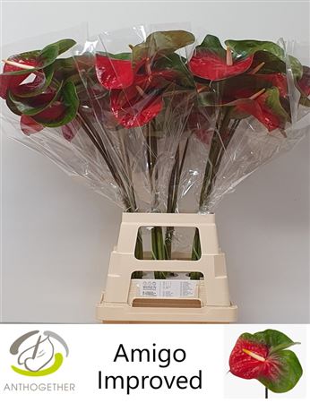 Anth A Amigo Improve