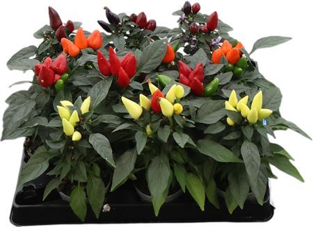 Capsicum An Gemengd