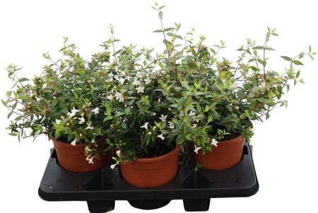 Abelia Grandiflora