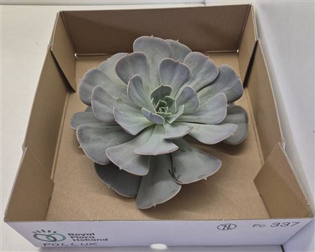 Echeveria Pollux Big