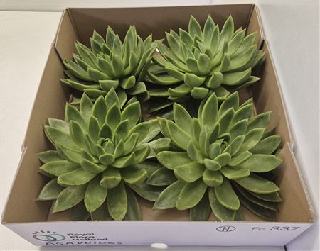 Echeveria Agavoides X4
