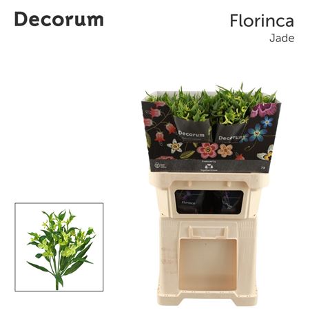 Alstroemeria Florinca Jade 75cm