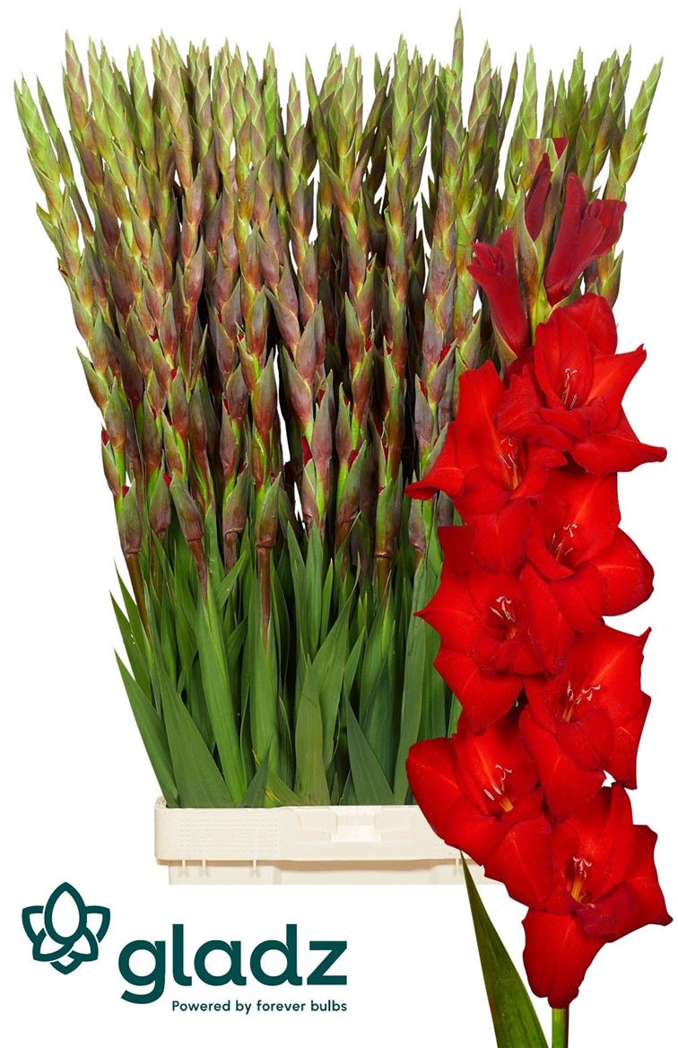 Gladiolus Red Balance 130cm 190gram