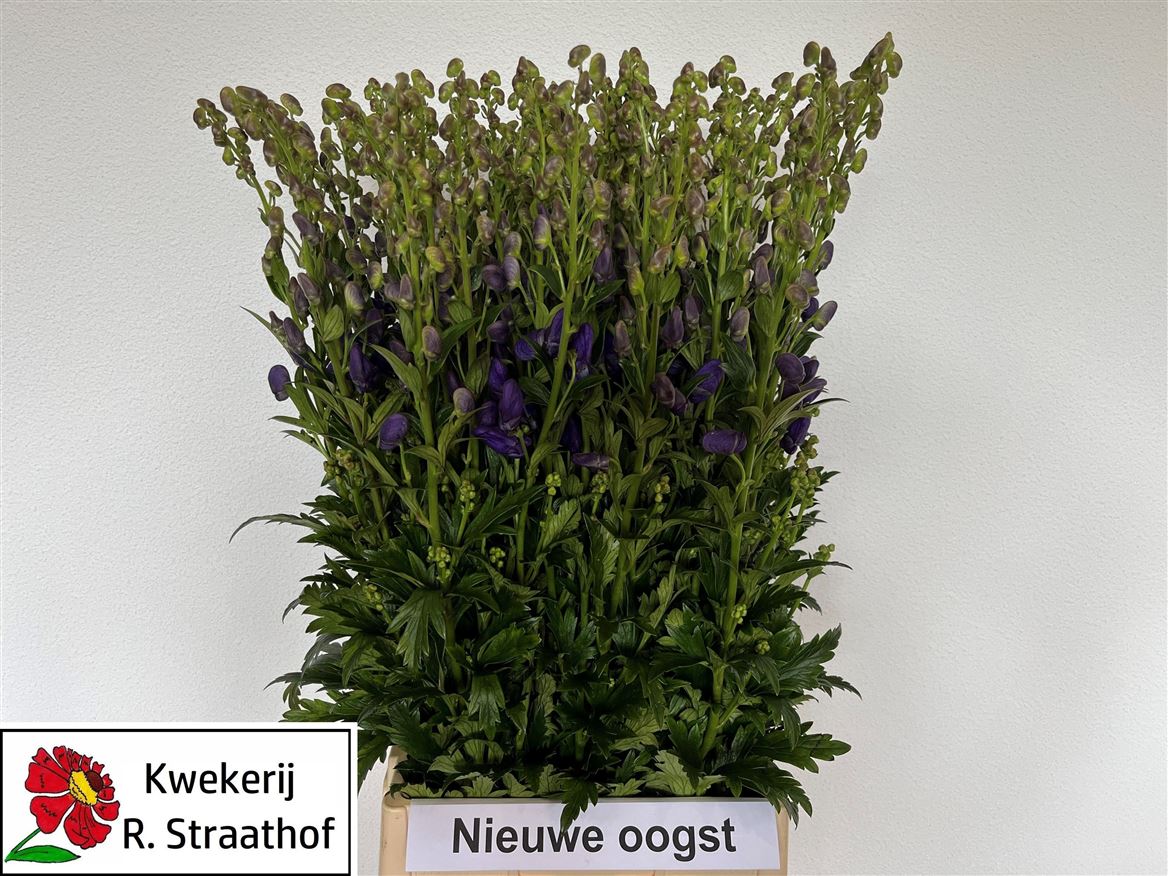 Aconitum Carmichaelii Arendsii 100cm