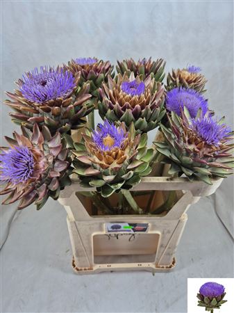 Cynara Sc Green Glob