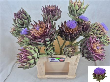 Cynara Sc Green Glob