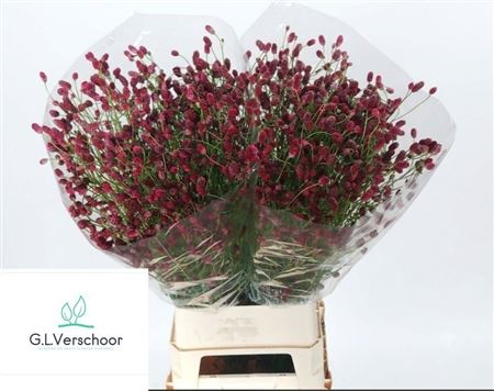 Sanguisorba O Arnhem