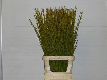 Cornus Flaviramea 120cm