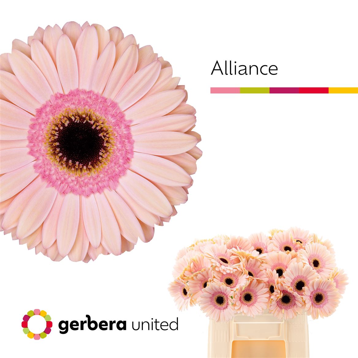 Gerbera Alliance