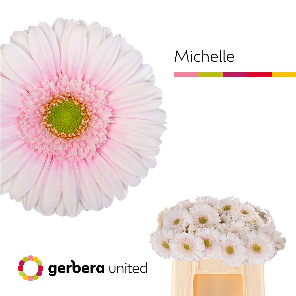 Gerbera Michelle
