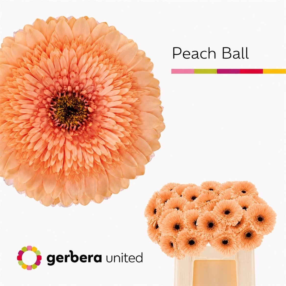 Gerbera Pom Peach