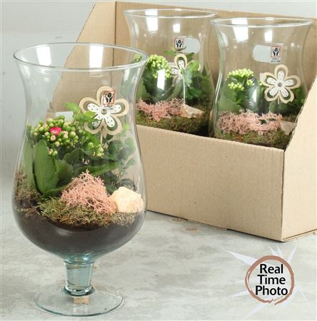 Arr Kamerpl Glas Coupe