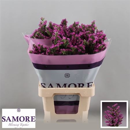 Limonium Sinuatum Rosa Sun Birds 60cm 25gr.