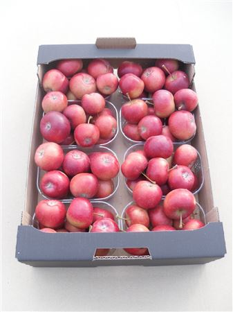 Sier Malusappel Red X8