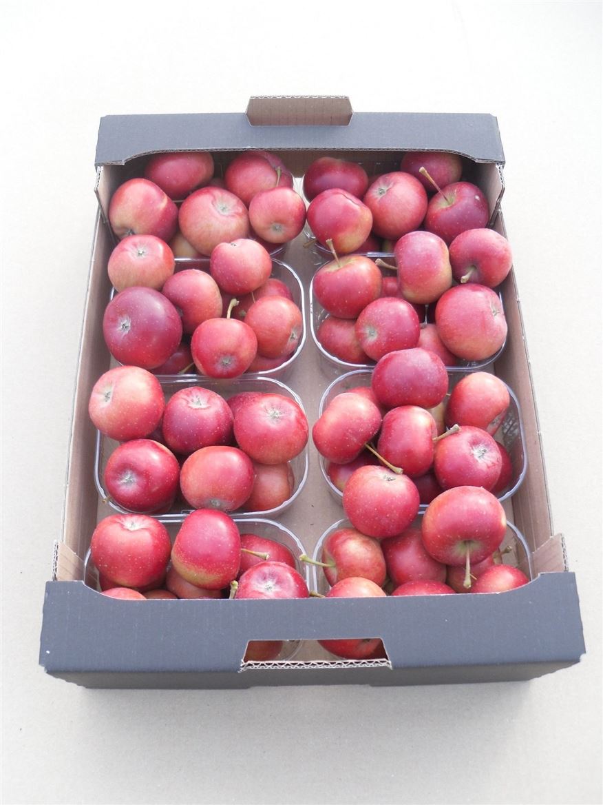 Malus Apple Dark Red X8