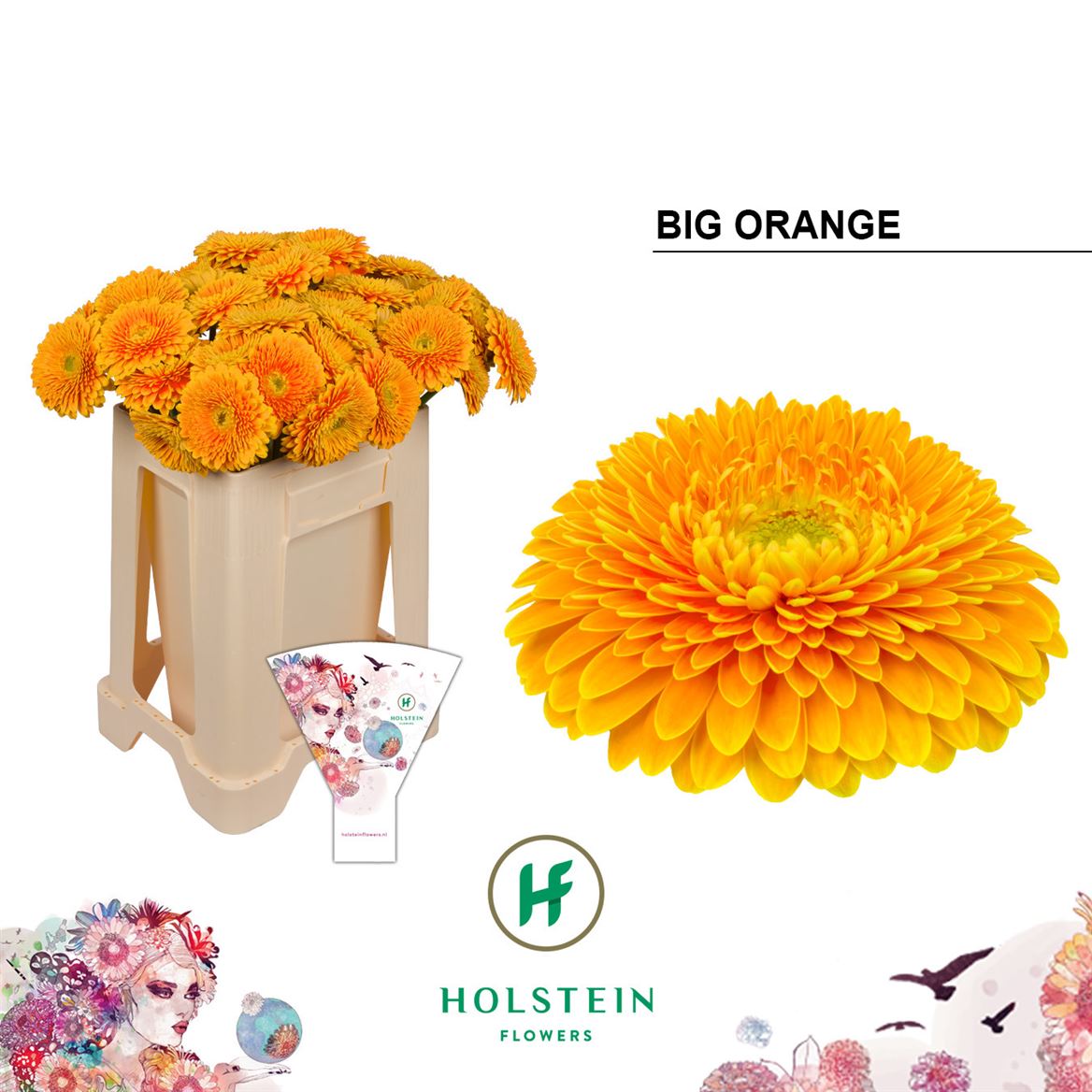Gerbera Gb Gerp Big Orange