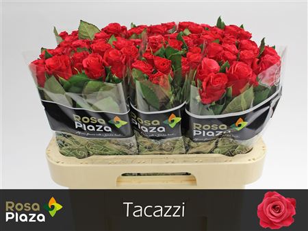 R Gr Tacazzi+