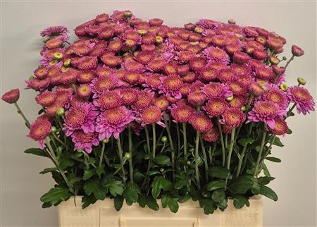 Chr T Blenda Purper