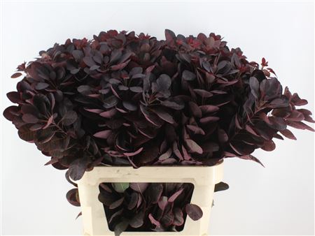 Coti C Royal Purple