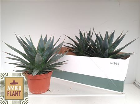Agave Shaka Zulu